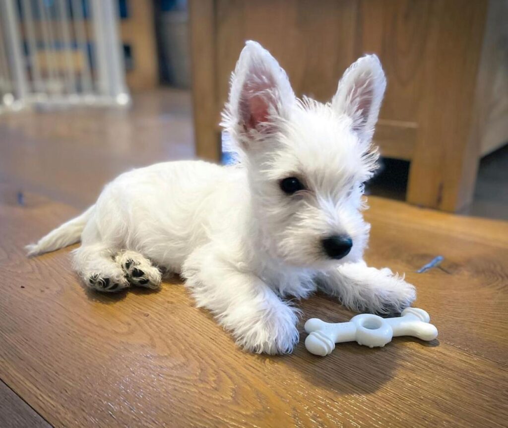 Charlie