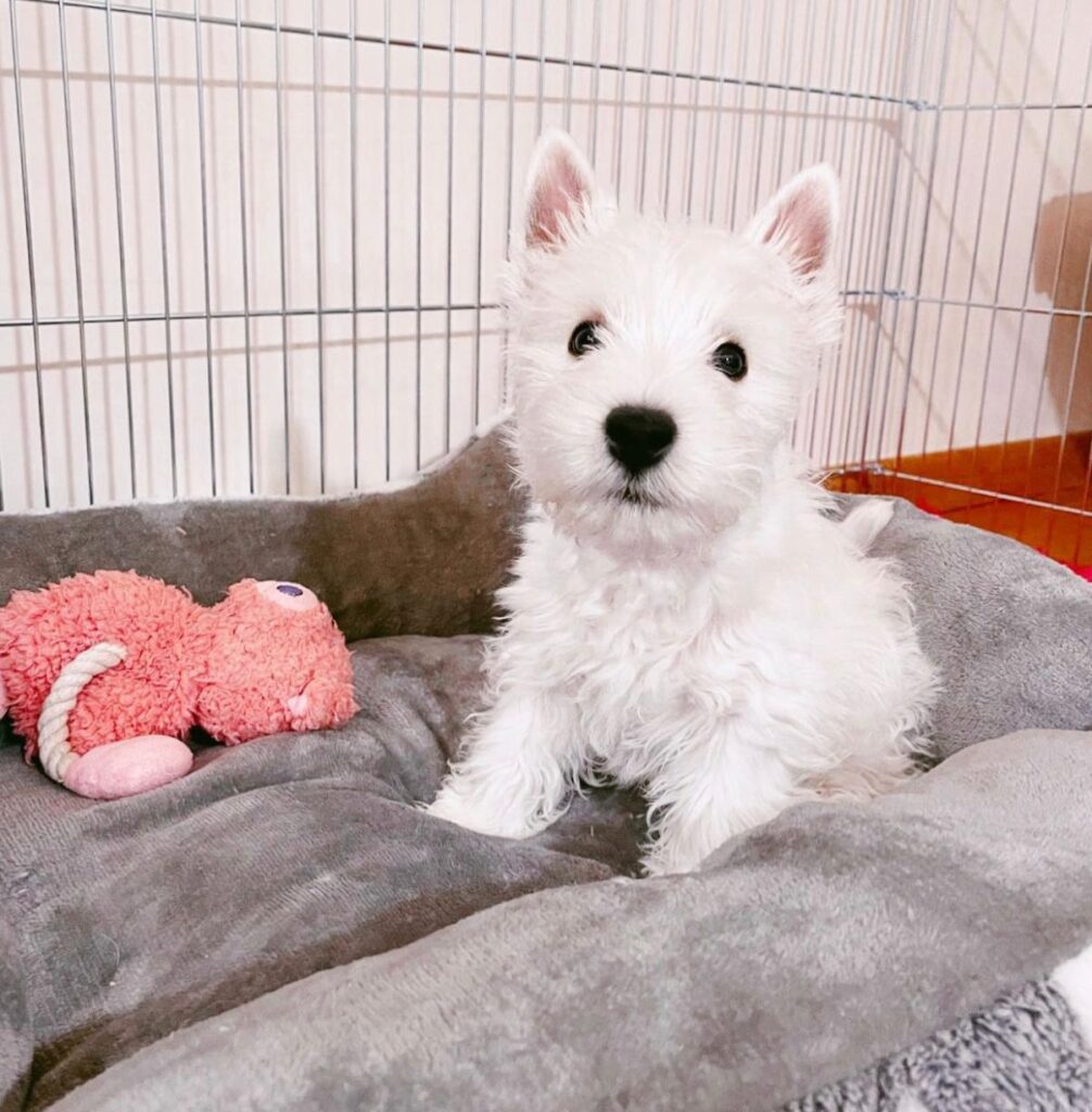 Teddy