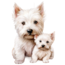Ginger Westie Puppy Breeders