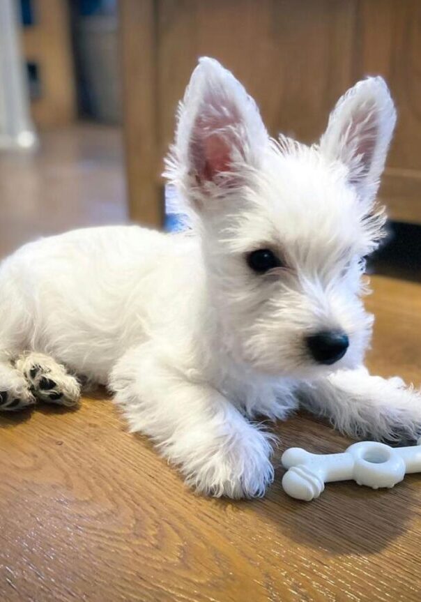 Charlie Charlie